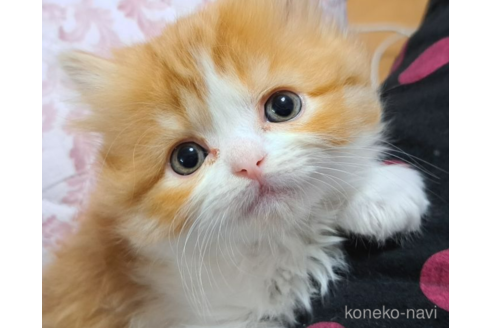 成約済の埼玉県のスコティッシュフォールド-40071の5枚目